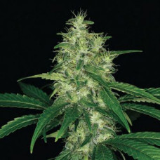 Afghan Haze Gold feminised (Errors Seeds)
