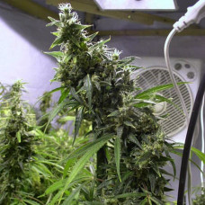 Amnesia Haze Gold feminised (Errors Seeds)