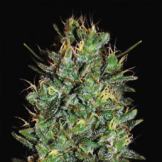 Amnesia Lemon Gold feminised (Errors Seeds)