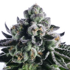 Animal Cookies Silver feminised (Errors Seeds)