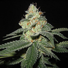 Big White Shark Gold feminised (Errors Seeds)