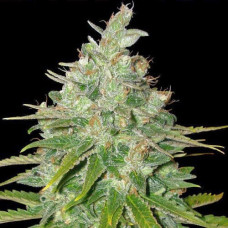 Black Domina Gold feminised (Errors Seeds)