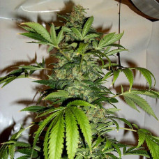 Black Russian Silver feminised (Errors Seeds)