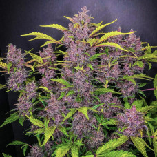Blackberry Silver feminised (Errors Seeds)