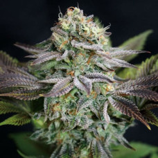 Blue Dream Gold feminised (Errors Seeds)