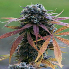 Blue Kush Silver feminised (Errors Seeds)