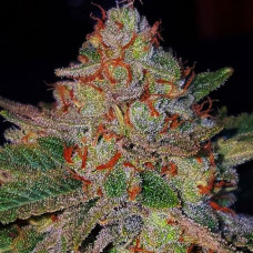 Blue Mango Silver feminised (Errors Seeds)