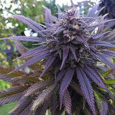 Bubbleberry Gold feminised (Errors Seeds)