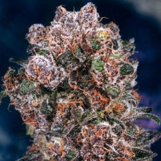 Blueberry Silver feminised (Errors Seeds)