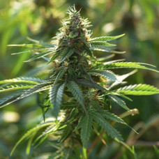 Borneo Gold feminised (Errors Seeds)