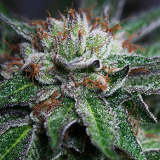 Bubba Kush Gold feminised (Errors Seeds)