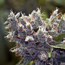 Bubble Gum Gold feminised (Errors Seeds)