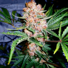 Bubblelicious Silver (Errors Seeds)