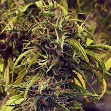 Bubblelicious Silver feminised (Errors Seeds)