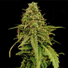 Caffe Racer Gold feminised (Errors Seeds)