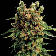 California Haze Feminsed Silver feminised (Errors Seeds)
