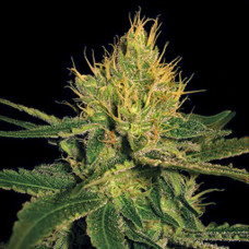 Canalope Haze Gold feminised (Errors Seeds)