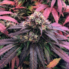 CBD Charlotte's Angel Silver feminised (Errors Seeds)