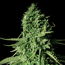 CBD Cheese Gold feminised (Errors Seeds)