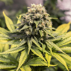 CBD Critical Mass Gold feminised (Errors Seeds)