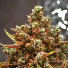 CBD Kush Silver feminised (Errors Seeds)