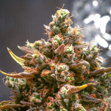 CBD Kush Silver - 500 шт. feminised (Errors Seeds)