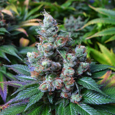 CBD NYC Diesel Gold feminised (Errors Seeds)