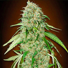 CBD Swiss Chocolate Gold feminised (Errors Seeds)