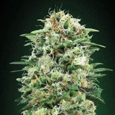 CBD White Widow Gold feminised (Errors Seeds)