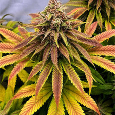 Chemical Bride Silver feminised (Errors Seeds)