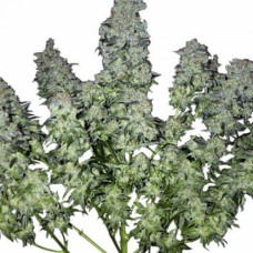 Chronic Gold feminised (Errors Seeds)