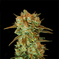 Cream Caramel Gold feminised (Errors Seeds)