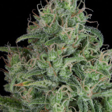 Critical Jack Silver feminised (Errors Seeds)
