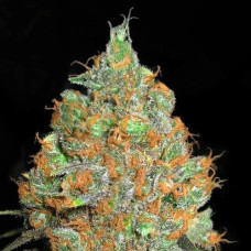 Critical Mass Gold feminised (Errors Seeds)