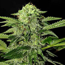 Cum Laude Silver feminised (Errors Seeds)