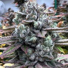 Dantes Inferno Silver feminised (Errors Seeds)