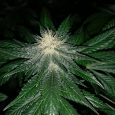 Early Skunk Silver feminised (Errors Seeds)