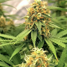 Fast Version Banana Punch feminised (Errors Seeds)