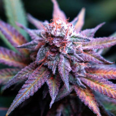 Fast Version Blue Dream feminised (Errors Seeds)