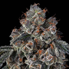 Fast Version Blueberry feminised (Errors Seeds)