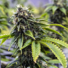 Fast Version Bruce Banner feminised (Errors Seeds)