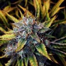 Fast Version Chocolope feminised (Errors Seeds)