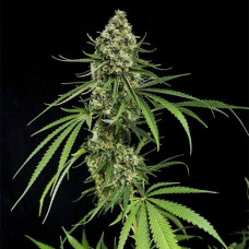 Fast Version Critical feminised (Errors Seeds)