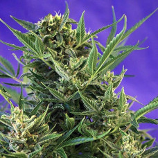 Fast Version Crystal Candy  feminised (Errors Seeds)