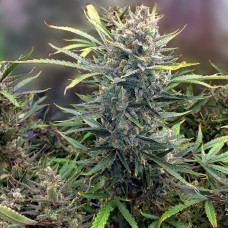 Fast Version Dos Si Dos feminised (Errors Seeds)