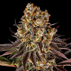 Fast Version Gelato feminised (Errors Seeds)