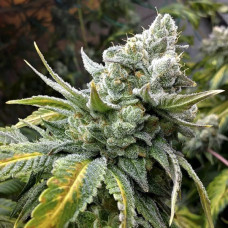 Fast Version Gorilla Cookies feminised (Errors Seeds)