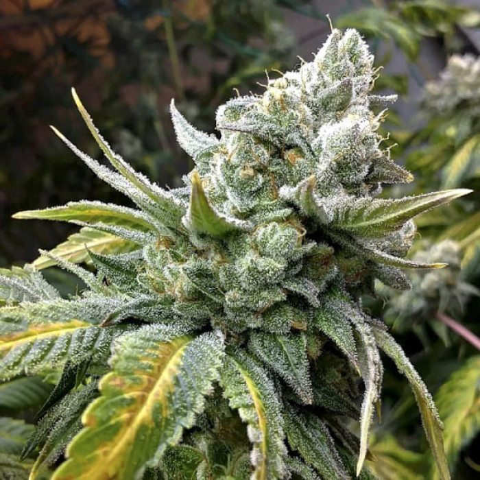 Семена конопли Fast Version Gorilla Cookies fem. Errors Seeds