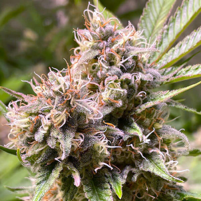 Семена конопли Fast Version Gorilla Glue fem. Errors Seeds