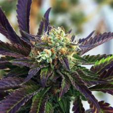 Fast Version Grandaddy Purple feminised (Errors Seeds)